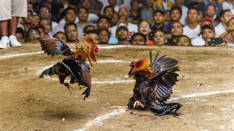 asian cockfighting is the new go perya|'Just making a living': Cockfighting a way of life in Philippines.